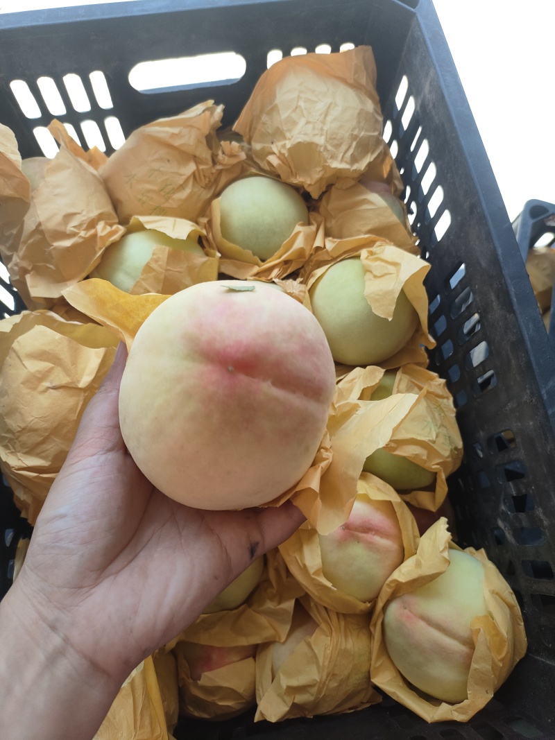 奉化水蜜桃香甜多汁大量上市欢迎来采购