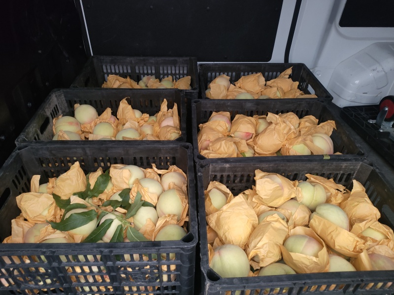 奉化水蜜桃香甜多汁大量上市欢迎来采购