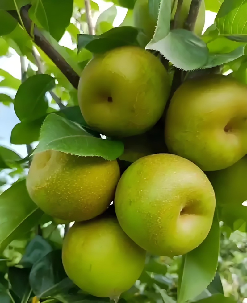 翠冠梨大量上市，口感脆甜，欢迎订购