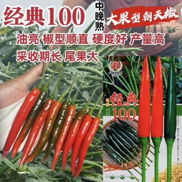 新品种经典100朝天椒种子油亮香辣大果朝天椒种子青红两用