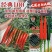 新品种经典100朝天椒种子油亮香辣大果朝天椒种子青红两用