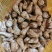 无根无叶修剪果，精品荞头