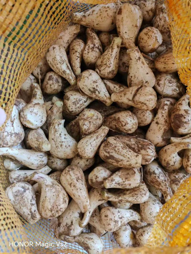 无根无叶修剪果，精品荞头