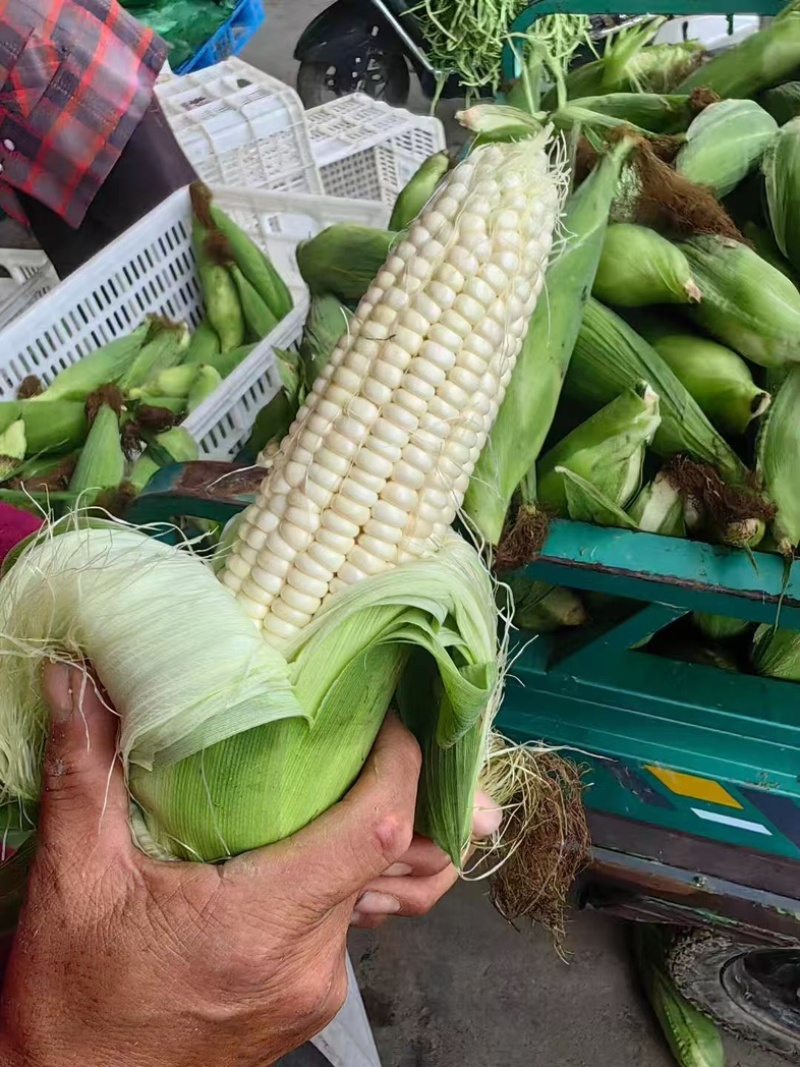 精品白糯玉米