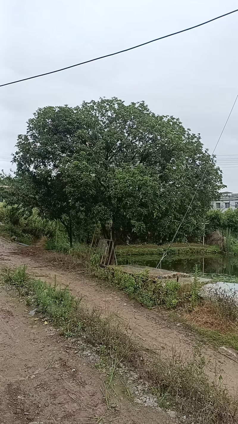八月桂