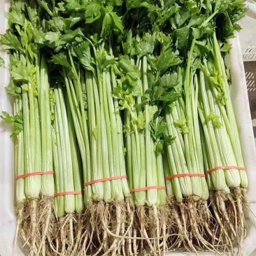 【热卖】甘肃定西毛芹菜/精品芹菜毛芹菜/对接各大商超