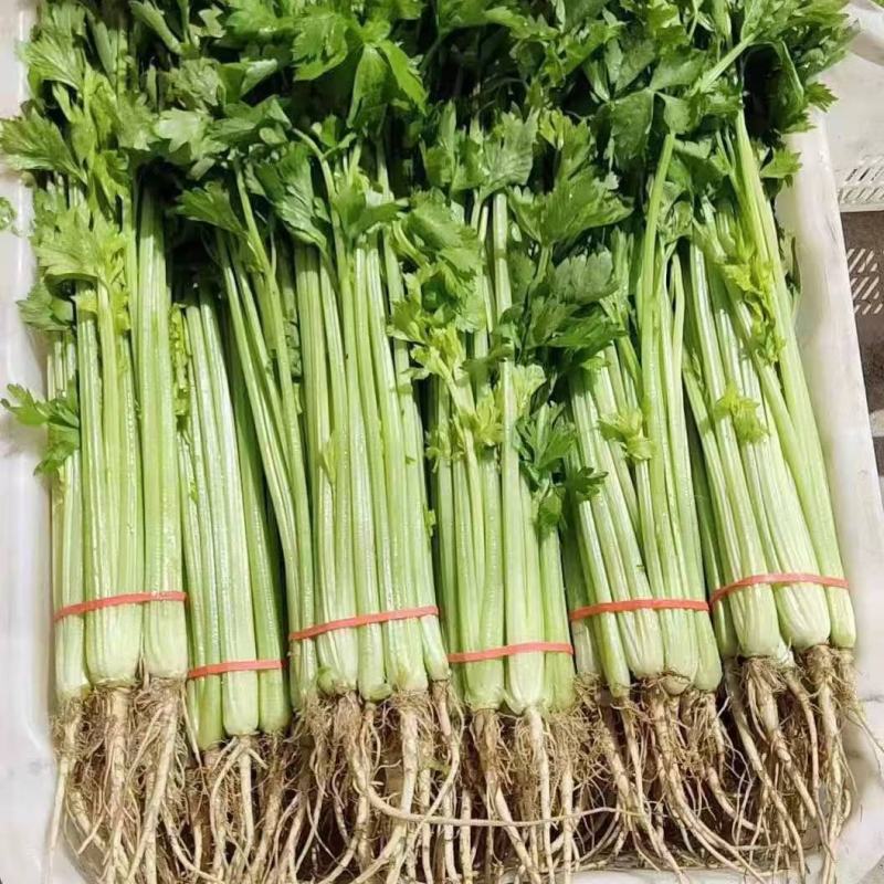 【热卖】甘肃定西毛芹菜/精品芹菜毛芹菜/对接各大商超