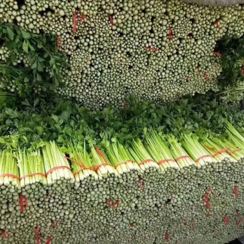 【热卖】甘肃定西毛芹菜/精品芹菜毛芹菜/对接各大商超