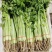 【热卖】甘肃定西毛芹菜/精品芹菜毛芹菜/对接各大商超