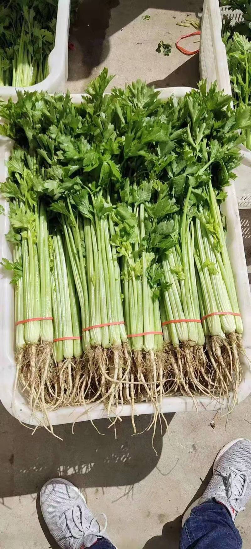【热卖】甘肃定西毛芹菜/精品芹菜毛芹菜/对接各大商超