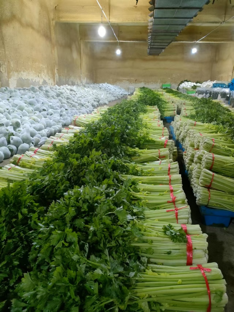 【热卖】甘肃定西毛芹菜/精品芹菜毛芹菜/对接各大商超