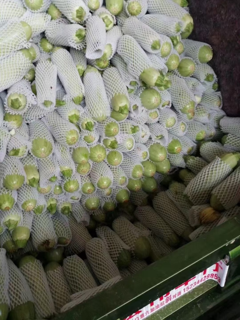 【实力】甘肃定西西葫芦大量上市/精品西葫芦产地发货