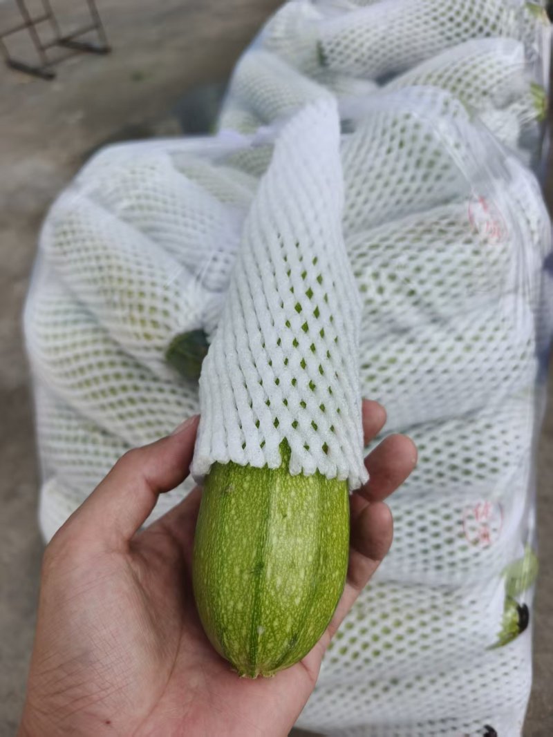 【实力】甘肃定西西葫芦大量上市/精品西葫芦产地发货