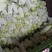 【实力】甘肃定西西葫芦大量上市/精品西葫芦产地发货
