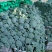 【精品】甘肃定西西蓝花货源充足/优质西蓝花/欢迎来电选购