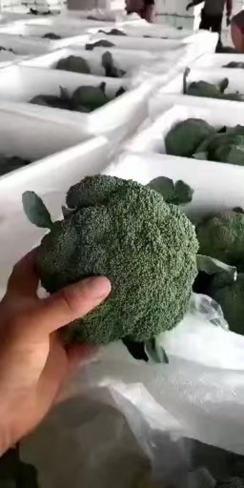 【精品】甘肃定西西蓝花货源充足/优质西蓝花/欢迎来电选购