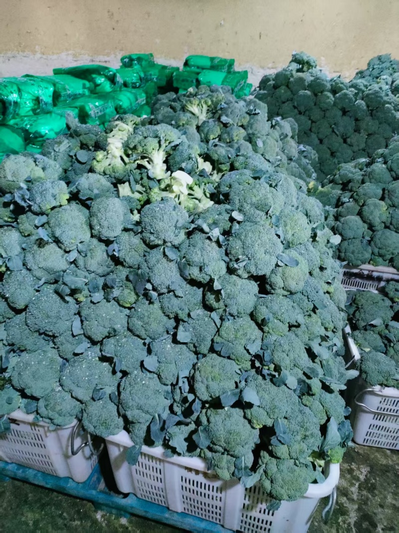 【精品】甘肃定西西蓝花货源充足/优质西蓝花/欢迎来电选购
