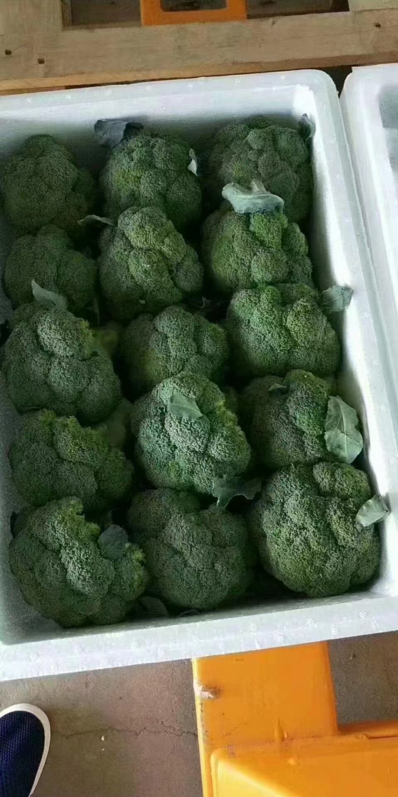 【精品】甘肃定西西蓝花货源充足/优质西蓝花/欢迎来电选购