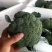 【精品】甘肃定西西蓝花货源充足/优质西蓝花/欢迎来电选购