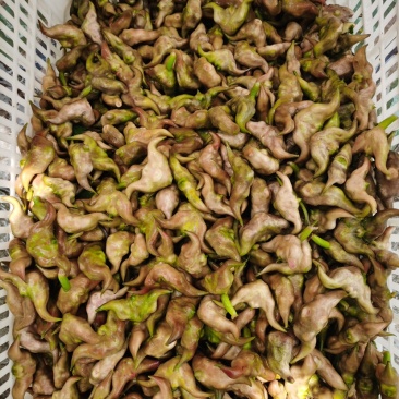湖北菱角，刚大量上市，适合生吃，清炒，嫩