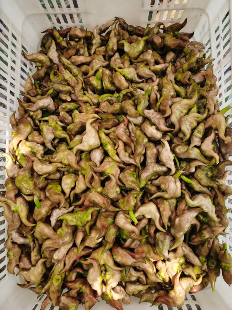 湖北菱角，刚大量上市，适合生吃，清炒，嫩