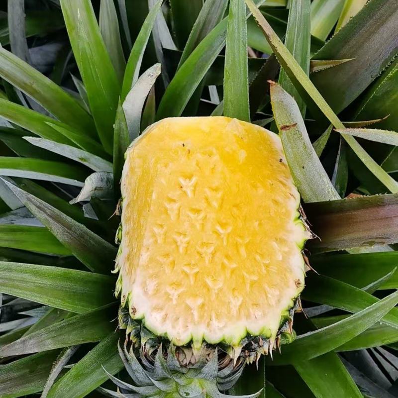 凤梨