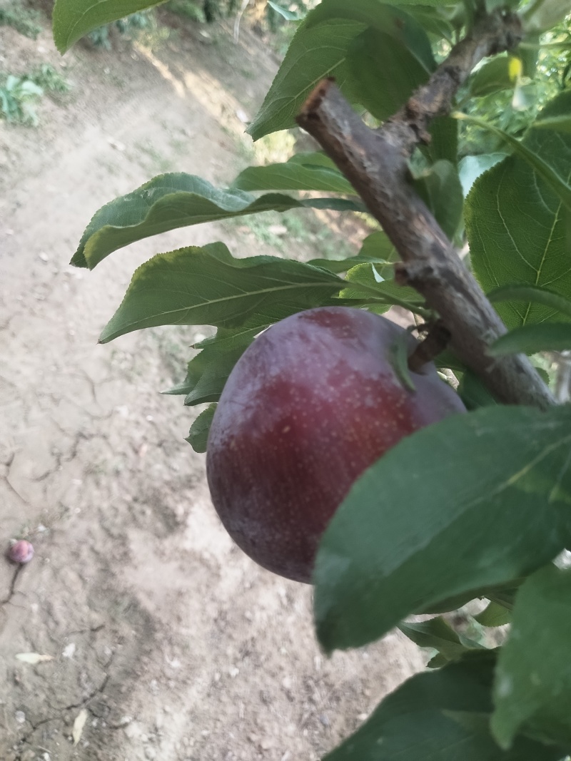 大红袍李子欢迎来购量大优先