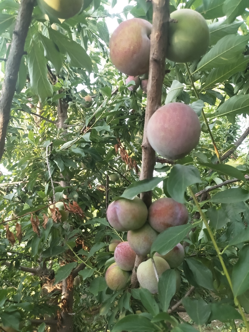 大红袍李子欢迎来购量大优先