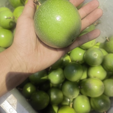 百香果预订七月底大量现货