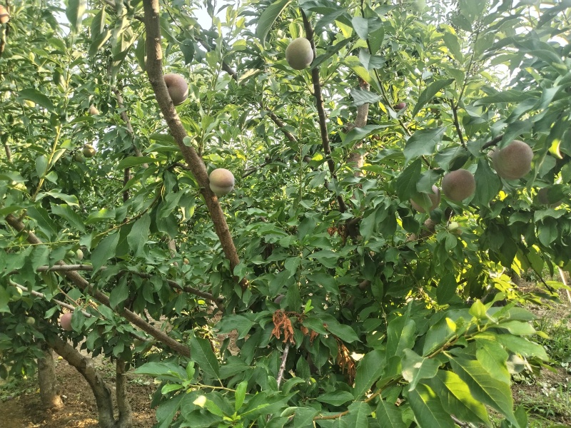 大红袍李子欢迎来购量大优先