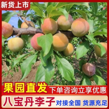 八宝丹李子大量上市产地直发保质保量规格齐全量大从优