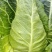 精品牛心甘蓝无虫眼无红底农家种植蔬菜刚好不紧绷