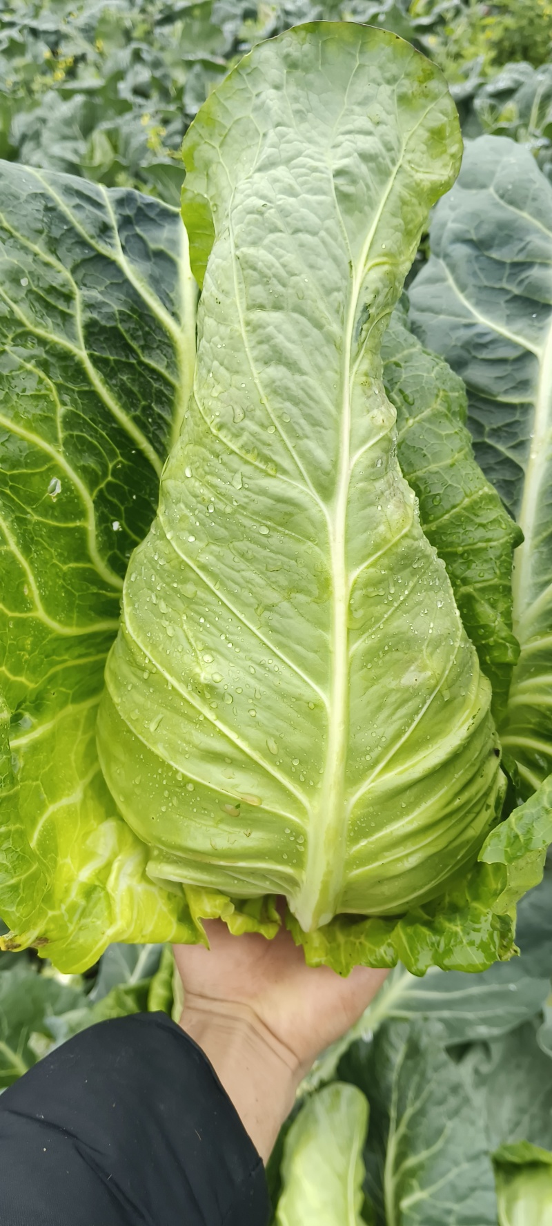 精品牛心甘蓝无虫眼无红底农家种植蔬菜刚好不紧绷