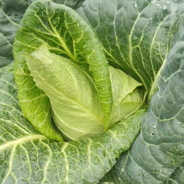 精品牛心甘蓝无虫眼无红底农家种植蔬菜刚好不紧绷