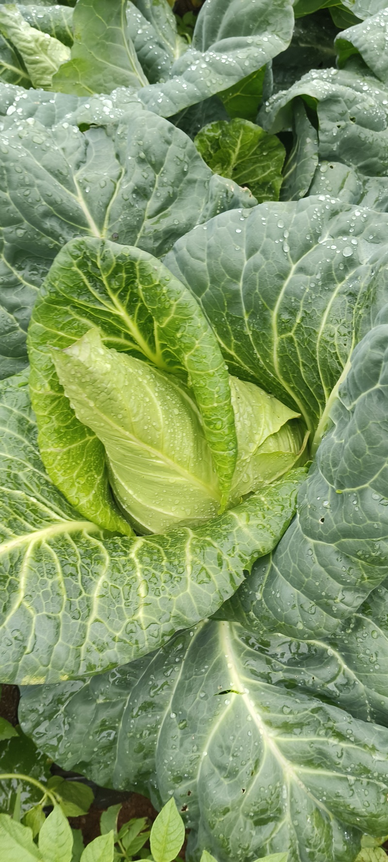 精品牛心甘蓝无虫眼无红底农家种植蔬菜刚好不紧绷
