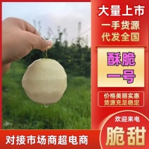 酥脆一号梨大量有货量大从优规格齐全欢迎咨询