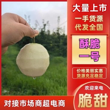 酥脆一号梨大量有货量大从优规格齐全欢迎咨询