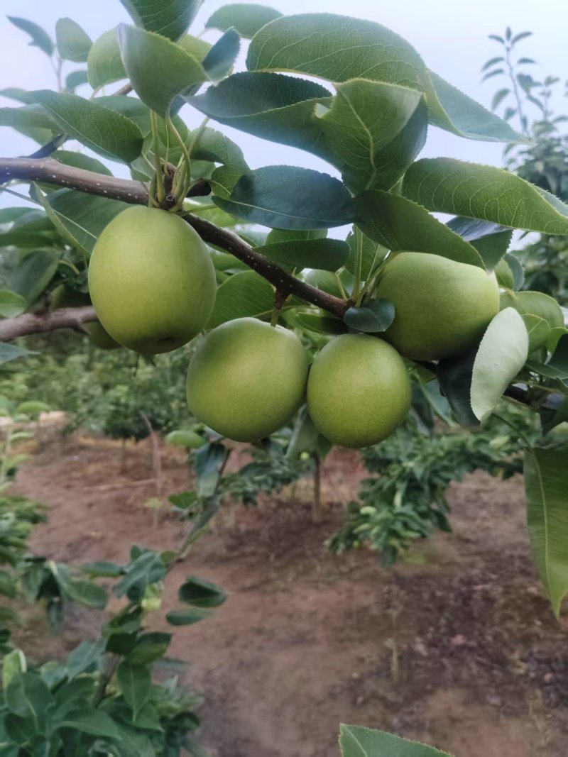 酥脆一号梨大量有货量大从优规格齐全欢迎咨询
