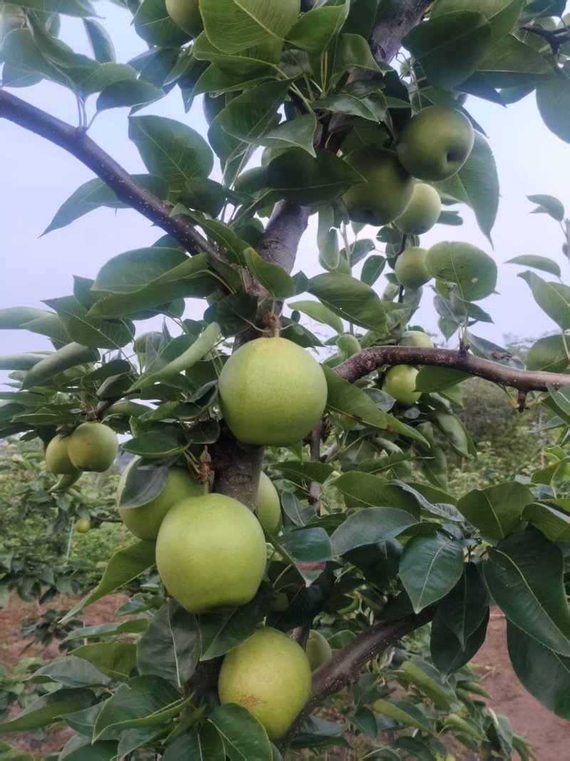 酥脆一号梨大量有货量大从优规格齐全欢迎咨询