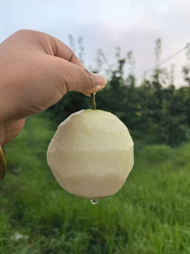 酥脆一号梨大量有货量大从优规格齐全欢迎咨询