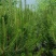松树白皮松基地直销保质保量一手货源支持视频看货采购