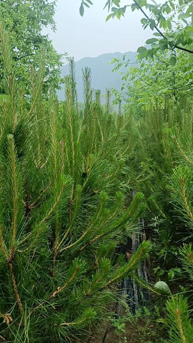 松树白皮松基地直销保质保量一手货源支持视频看货采购