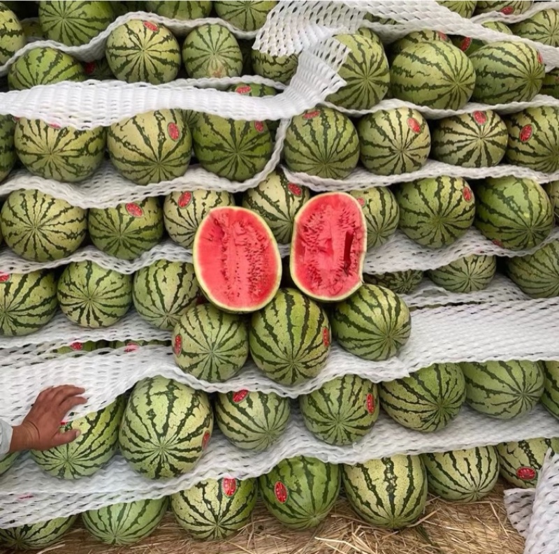 双红金城硒砂瓜产地供应包熟包甜大量供应
