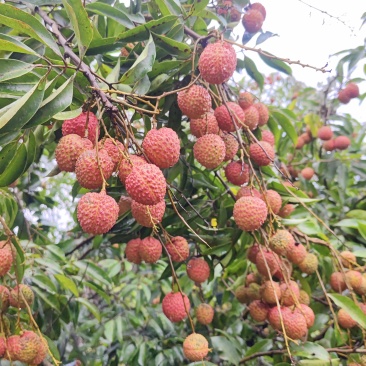 广西桂味