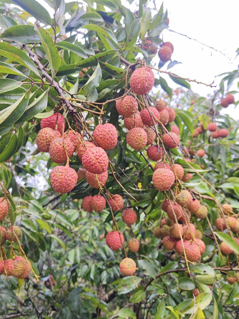 广西桂味