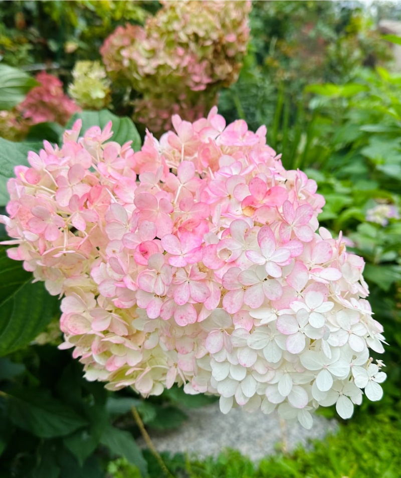 香草草莓绣球袋苗用于园林工程绿化全国各地可发货