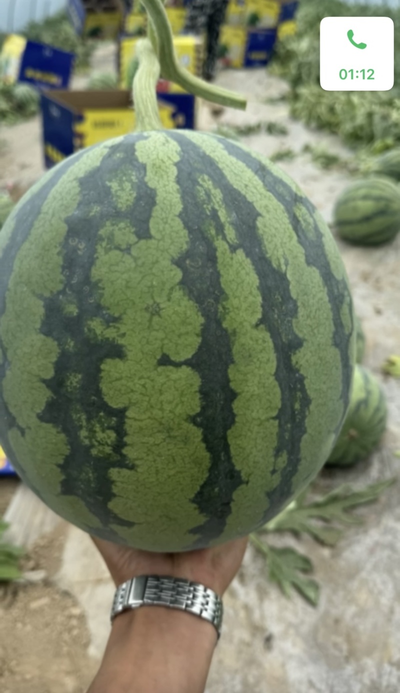 湖北露天有籽美都上市产地直发质量保证一手货源价格便宜