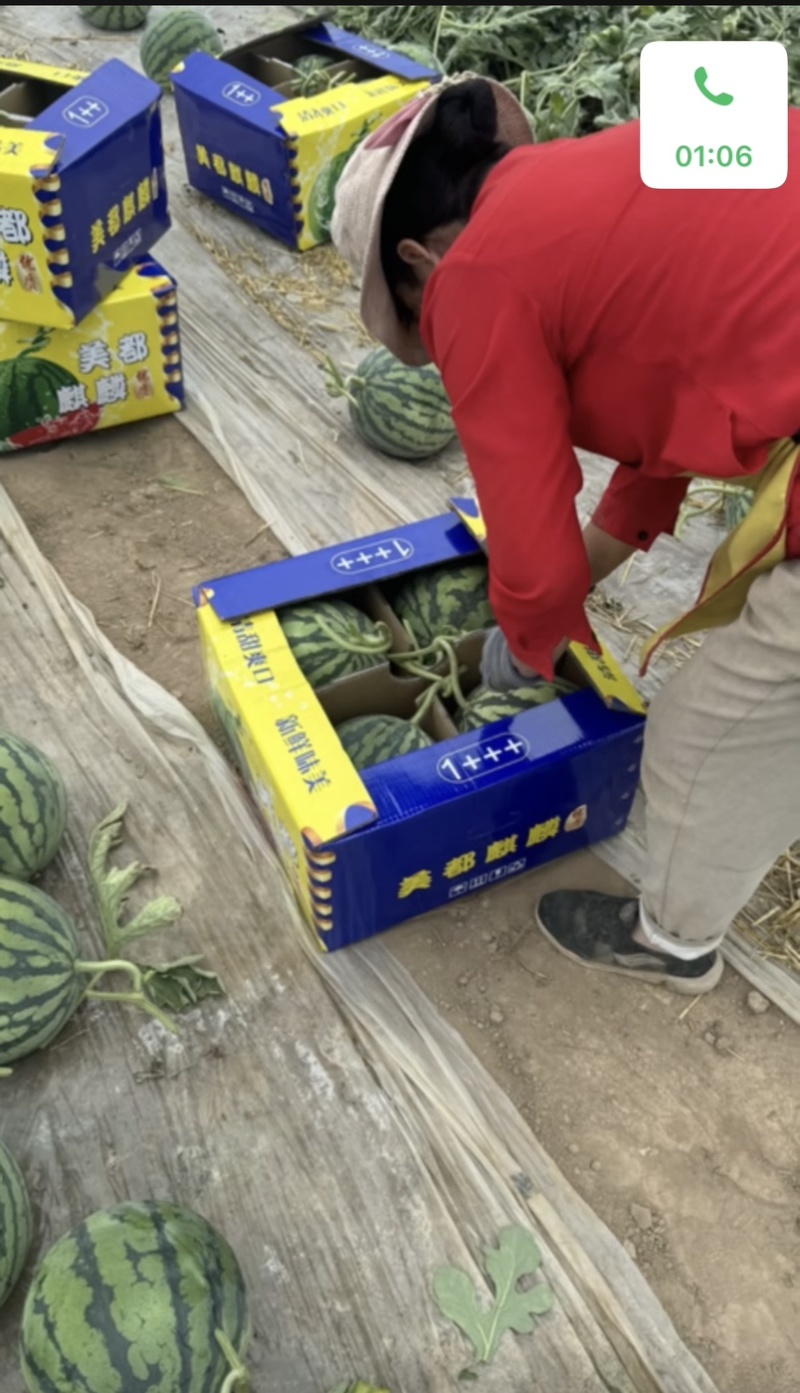 湖北露天有籽美都上市产地直发质量保证一手货源价格便宜