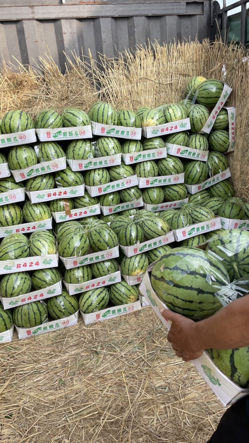 湖北露天有籽美都上市产地直发质量保证一手货源价格便宜