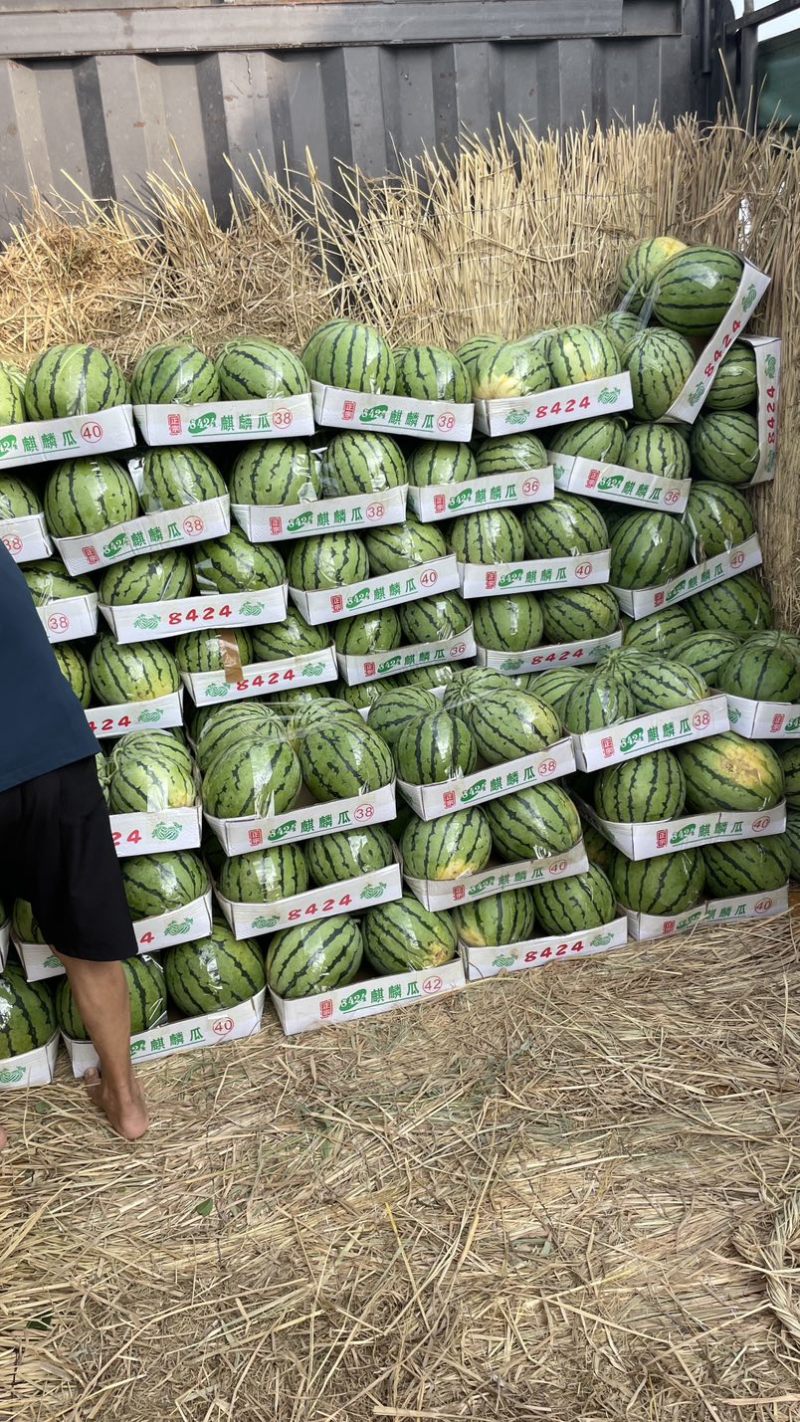 湖北露天有籽美都上市产地直发质量保证一手货源价格便宜
